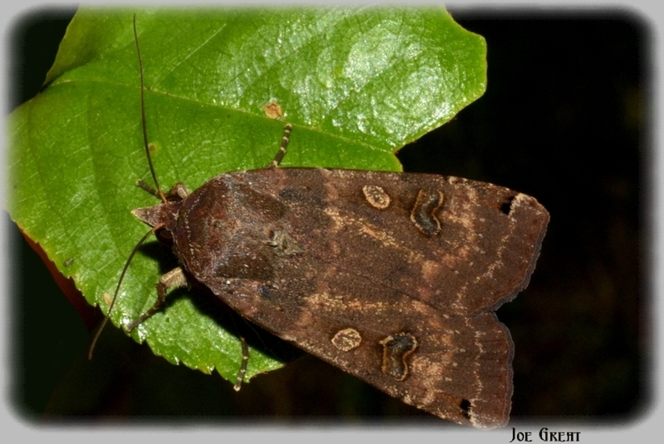 Noctua pronuba - nagy sárgafűbagoly