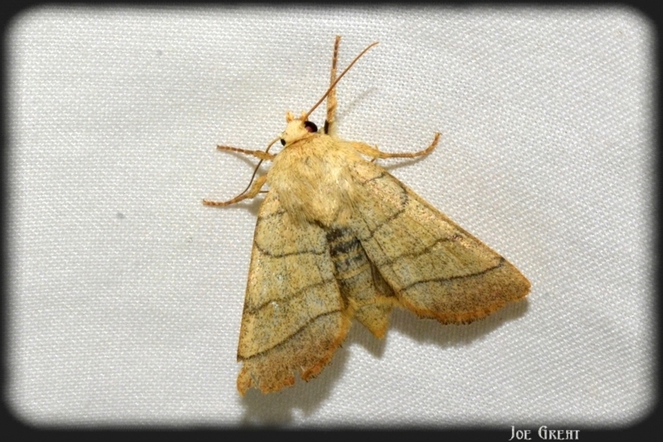 Charanyca trigrammica - háromsávos lombbagoly