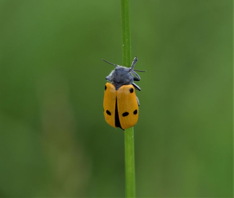 Lachnaia sexpunctata - szőrösnyakú zsákhordóbogár