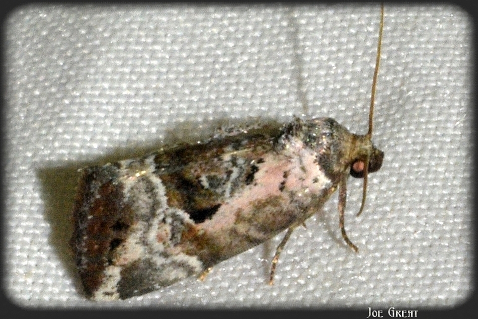 Hapalotis venustula - rózsaszínű mázasbagoly