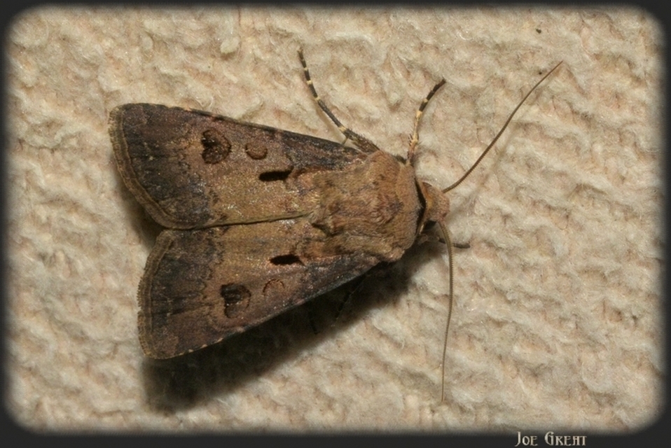 Agrotis exclamationis - felkiáltójeles földibagoly