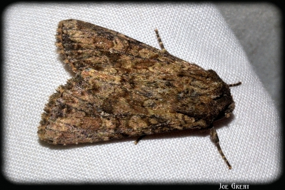 Apamea sordens - kalászrágó dudvabagoly