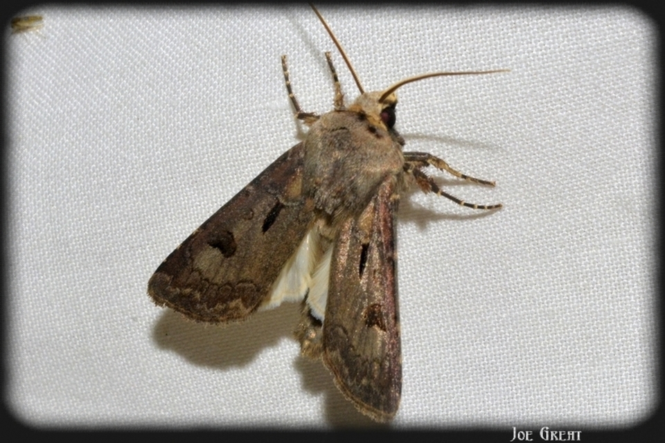 Agrotis exclamationis - felkiáltójeles földibagoly