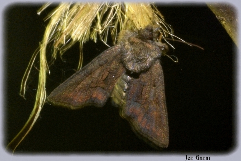 Oligia strigilis/latruncula/versicolor