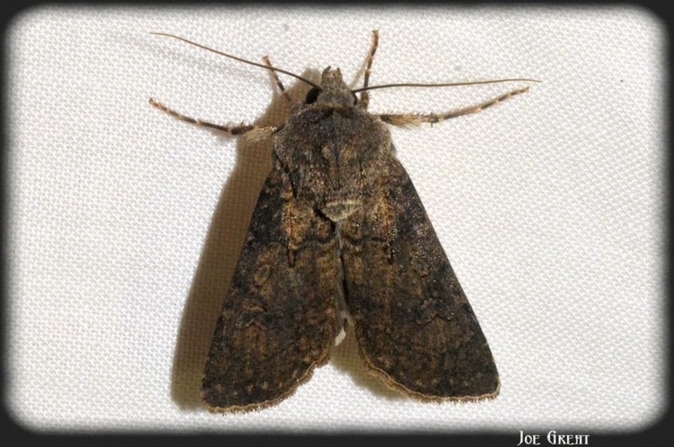 Agrotis segetum - vetési földibagoly