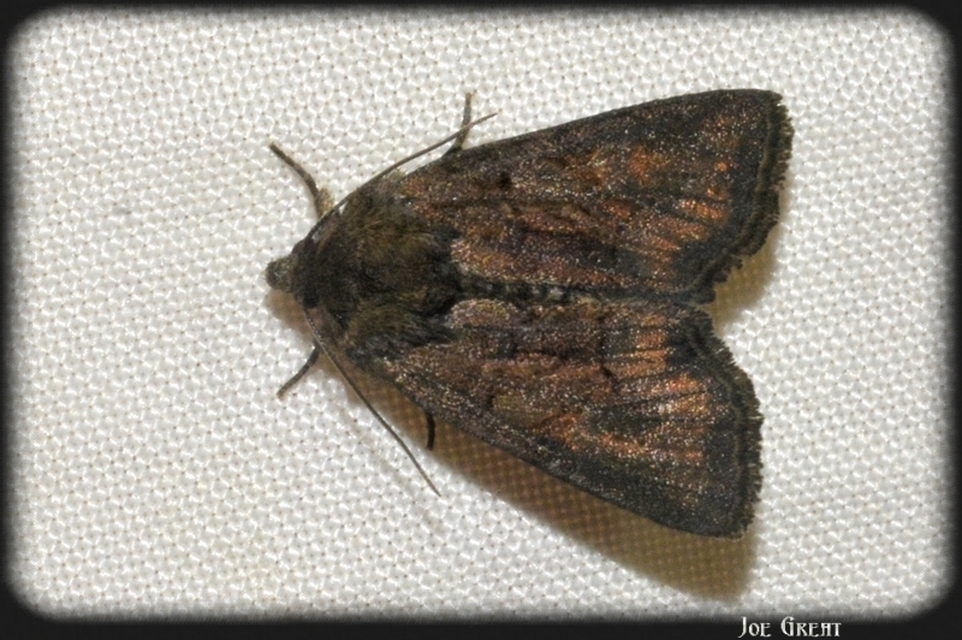 Oligia latruncula - fekete dudvabagoly