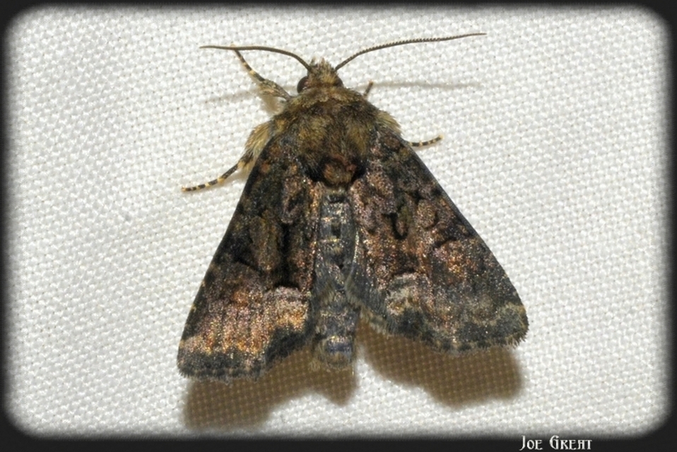 Oligia strigilis/latruncula/versicolor