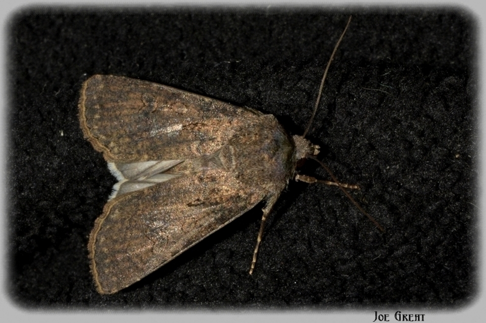 Agrotis segetum - vetési földibagoly