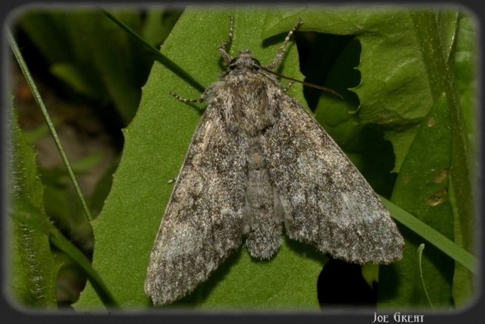 Acronicta megacephala - nagyfejű szigonyosbagoly