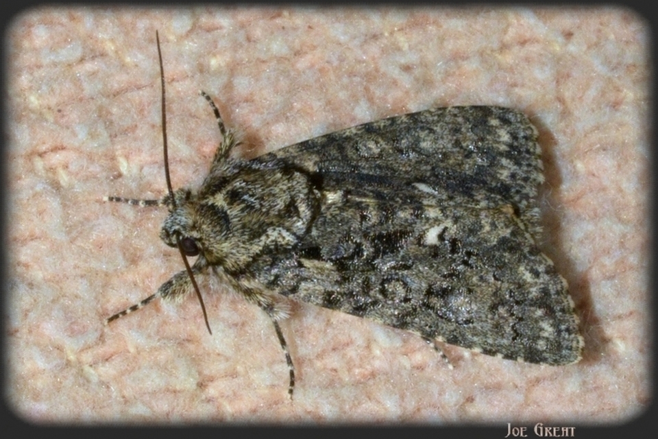 Acronicta rumicis - sóska-szigonyosbagoly