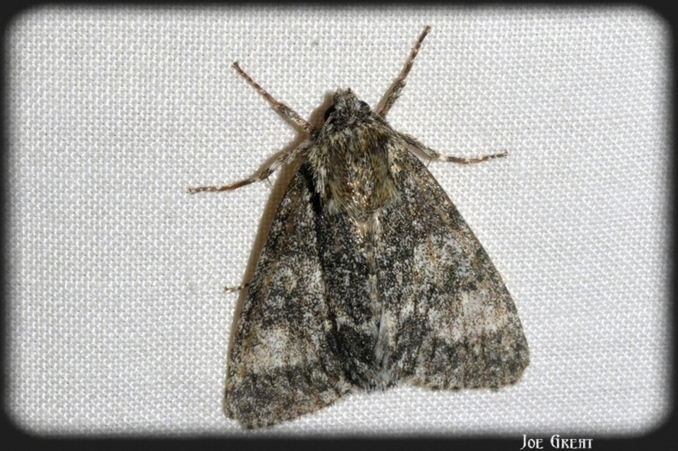 Acronicta megacephala - nagyfejű szigonyosbagoly