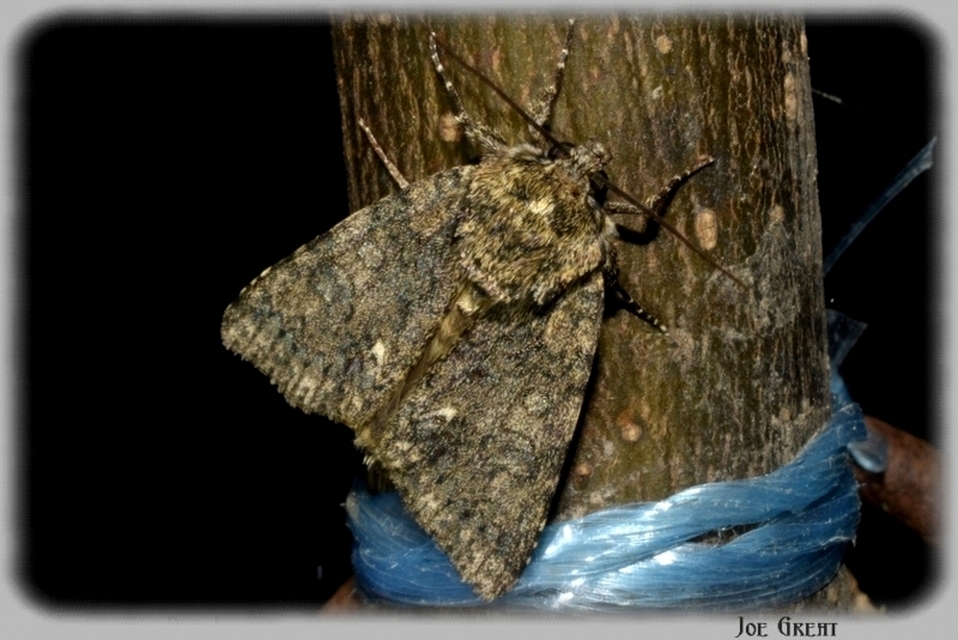 Acronicta rumicis - sóska-szigonyosbagoly