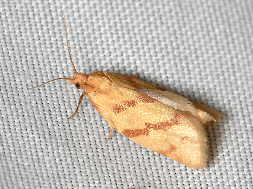 Clepsis pallidana - aranysárga sodrómoly