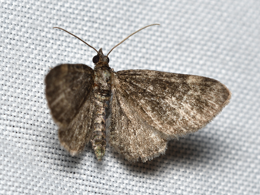 Pasiphila rectangulata - almavirág-araszoló