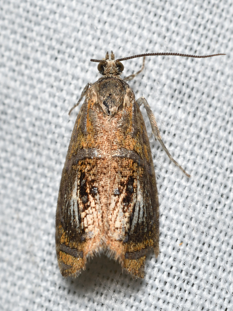 Olethreutes arcuella - avarevő tükrösmoly