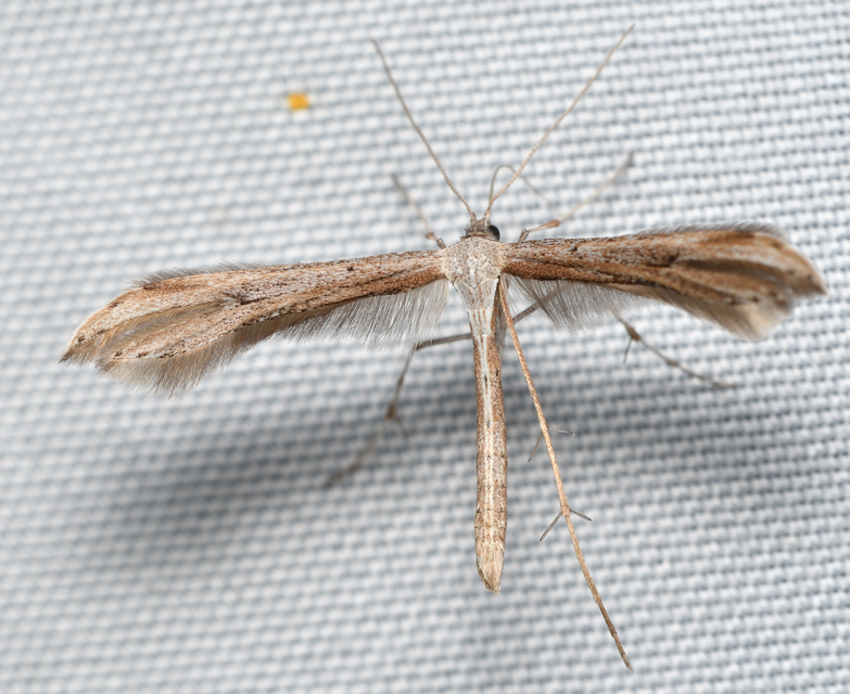 Emmelina monodactyla/argoteles