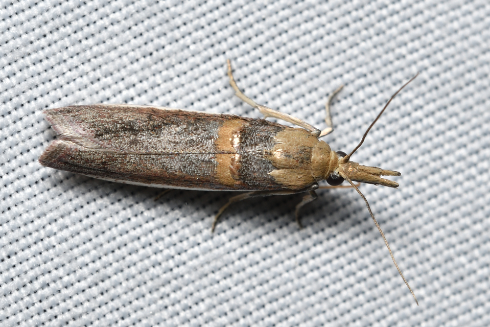 Etiella zinckenella - akácmoly