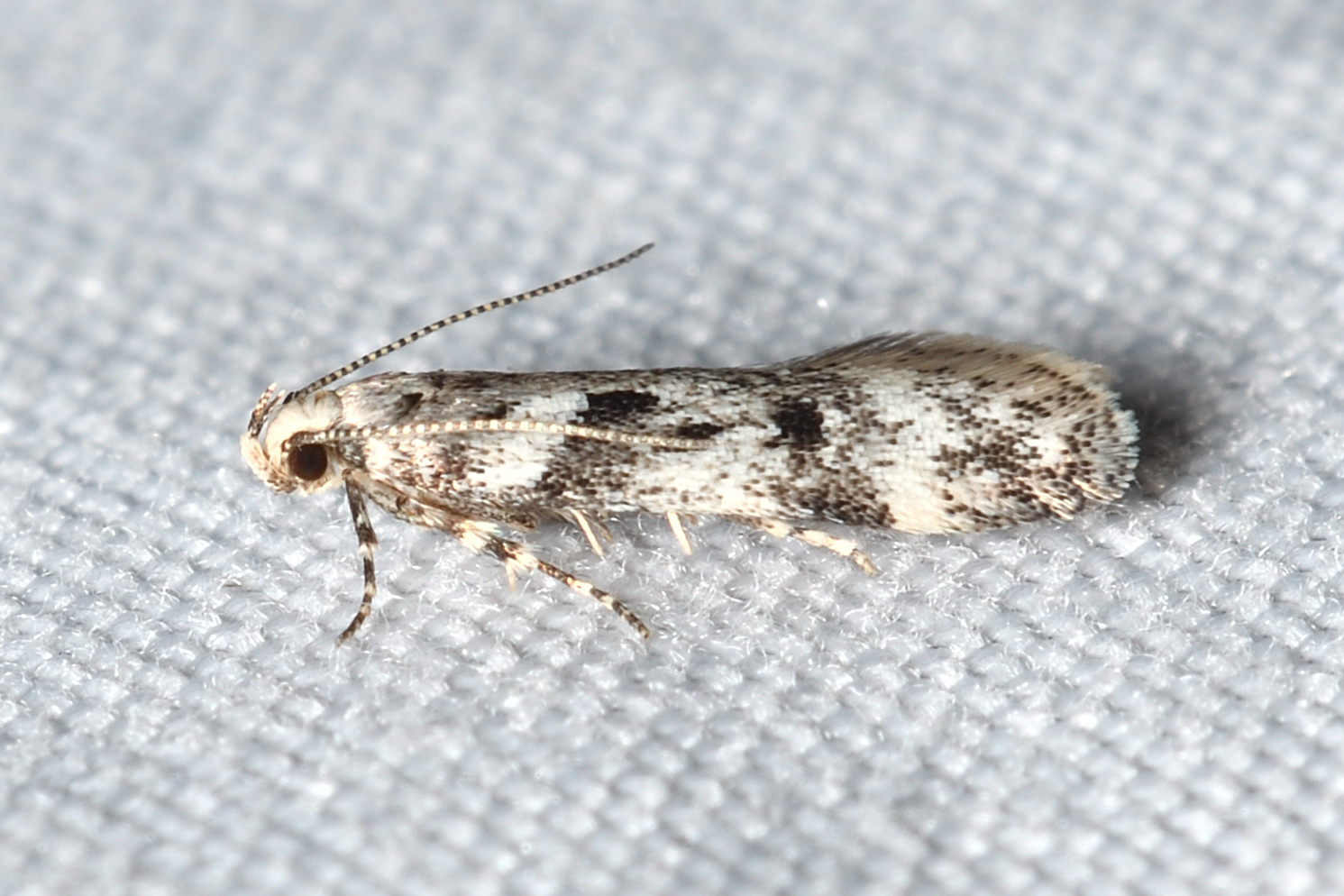 Chionodes electella - fenyőrágó örvösmoly