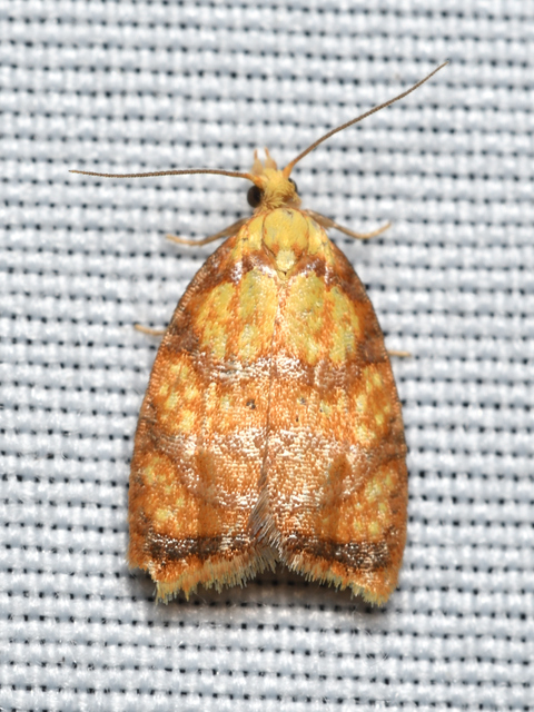 Acleris bergmanniana - rozsdarácsos levélmoly