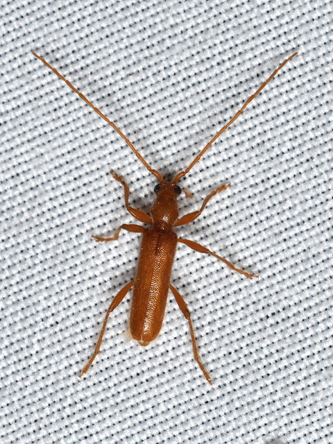 Axinopalpis gracilis - kecses selymescincér