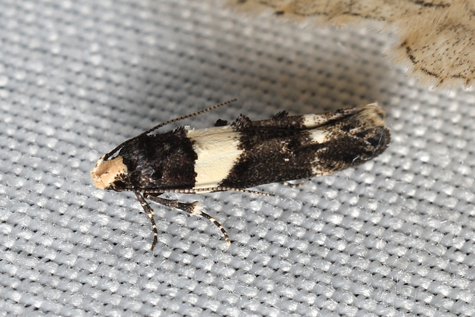 Recurvaria leucatella - nagy vörös-rügysodrómoly