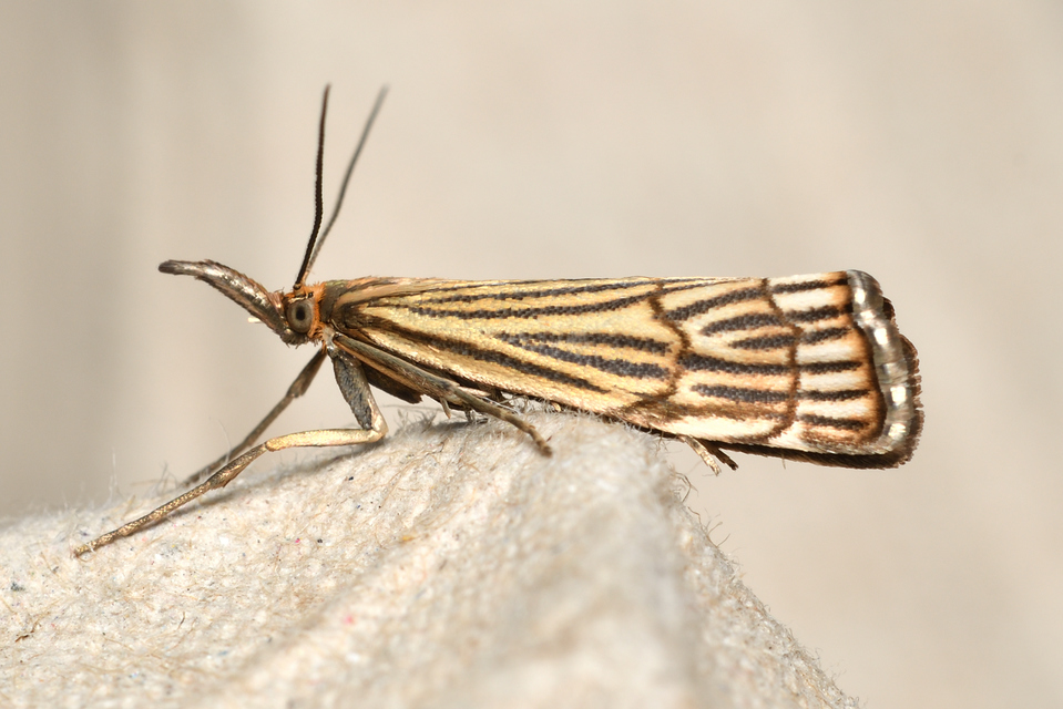 Chrysocramboides craterella - rácsos fűgyökérmoly