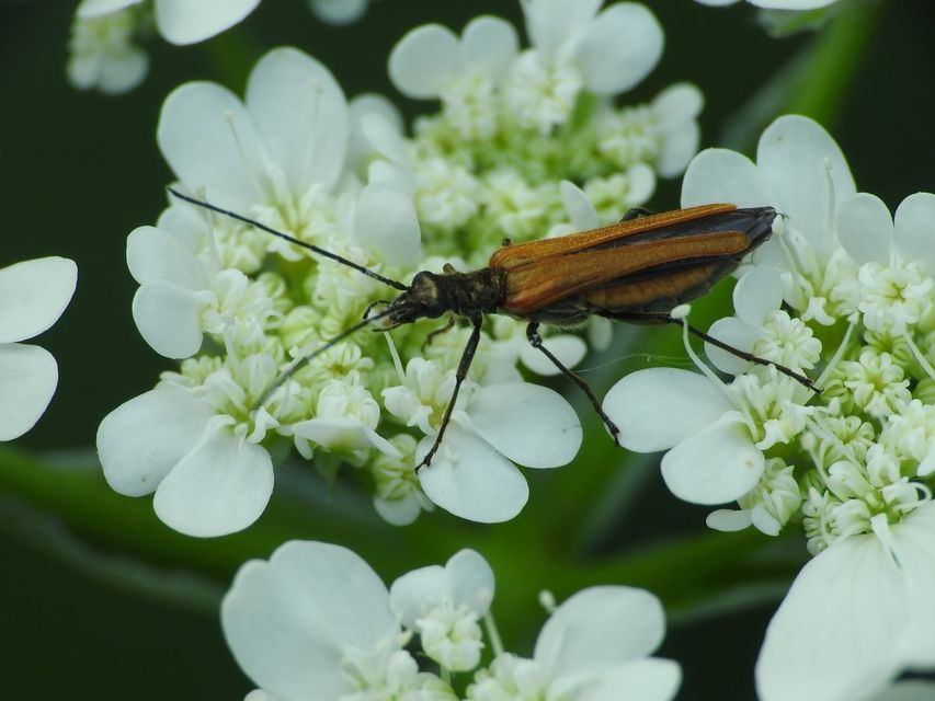 Oedemera femorata - sárgahátú álcincér