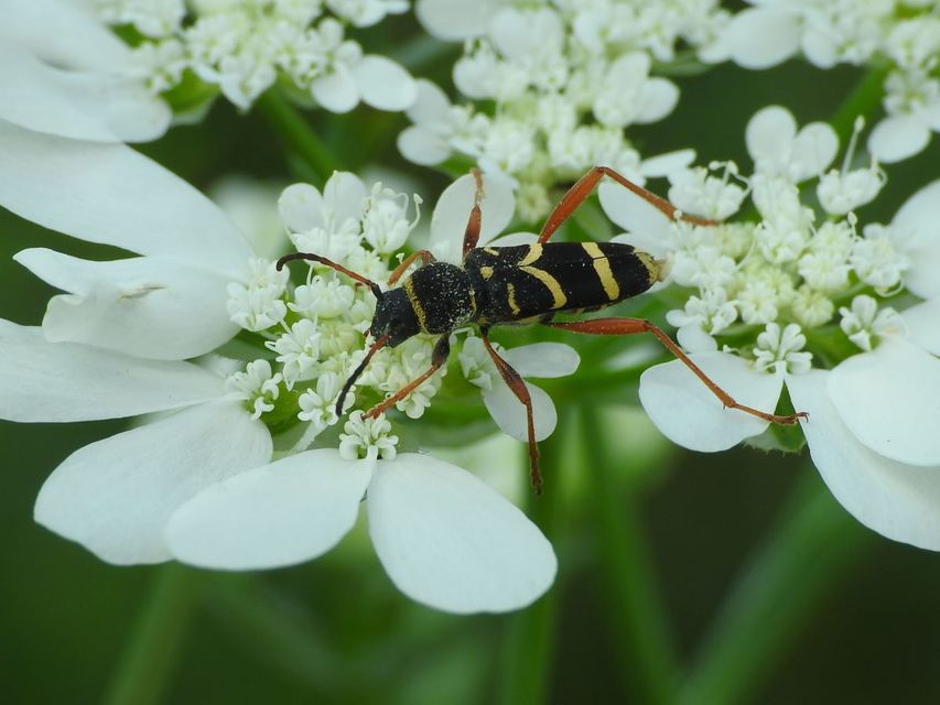 Clytus arietis - közönséges darázscincér