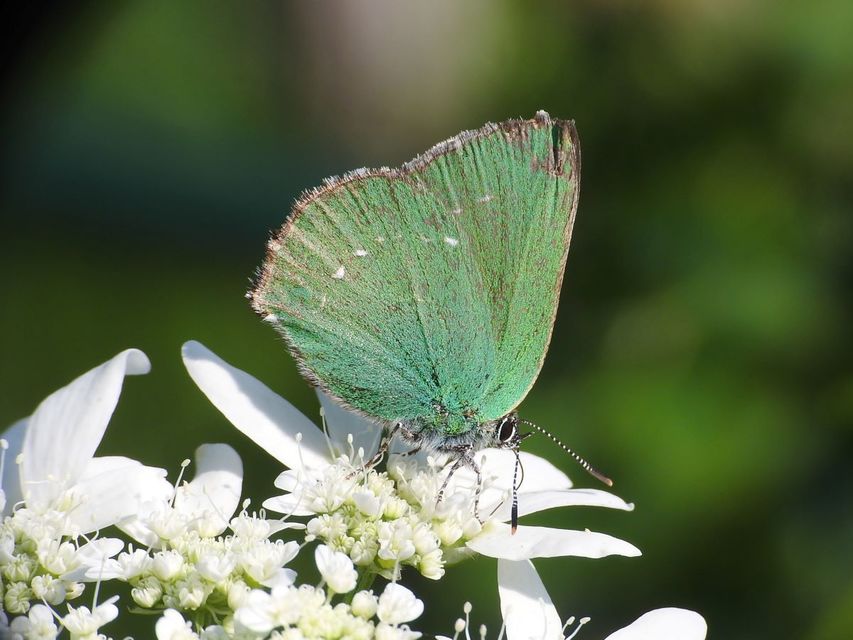 Callophrys rubi - zöldfonákú lepke