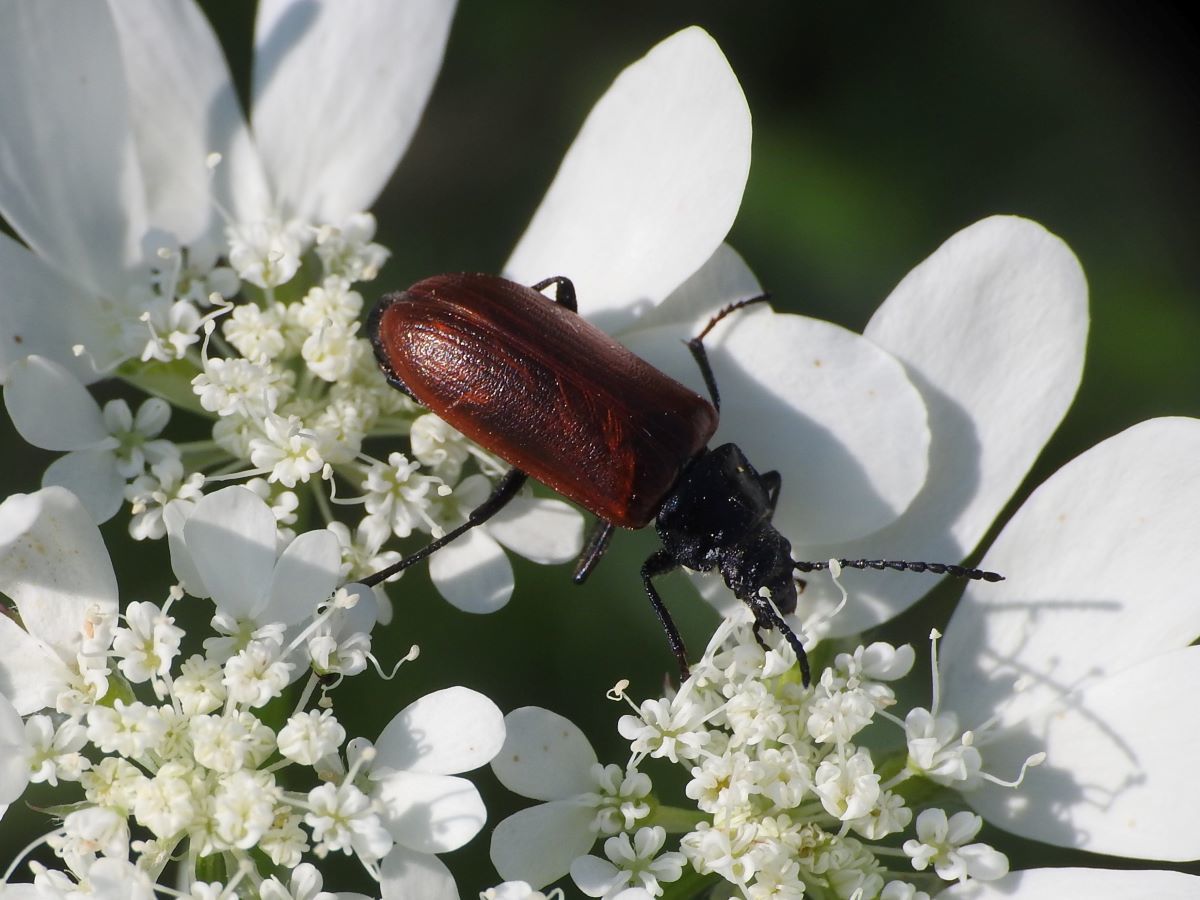 Omophlus proteus - közönséges pejbogár Omophlus proteus - közönséges pejbogár