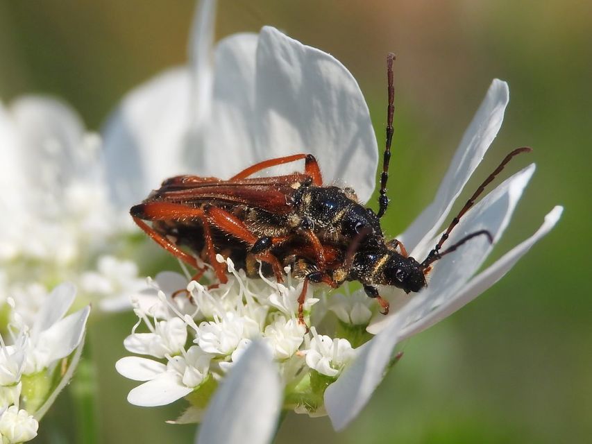 Stenopterus rufus - tarkacsápú keskenyfedőscincér