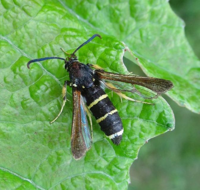 Paranthrene tabaniformis - bögölyszitkár