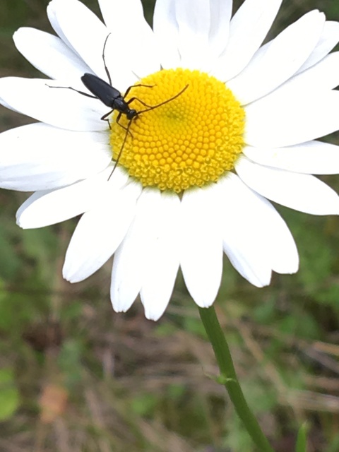 Stenurella nigra - fekete karcsúcincér