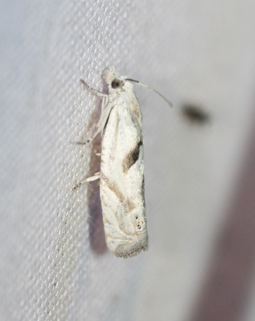 Eucosma metzneriana - ürömgyökér-tükrösmoly