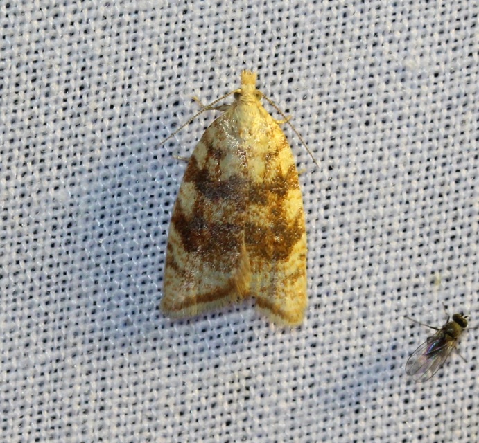 Aleimma loeflingiana - tölgylevél-sodrómoly Aleimma loeflingiana - tölgylevél-sodrómoly
