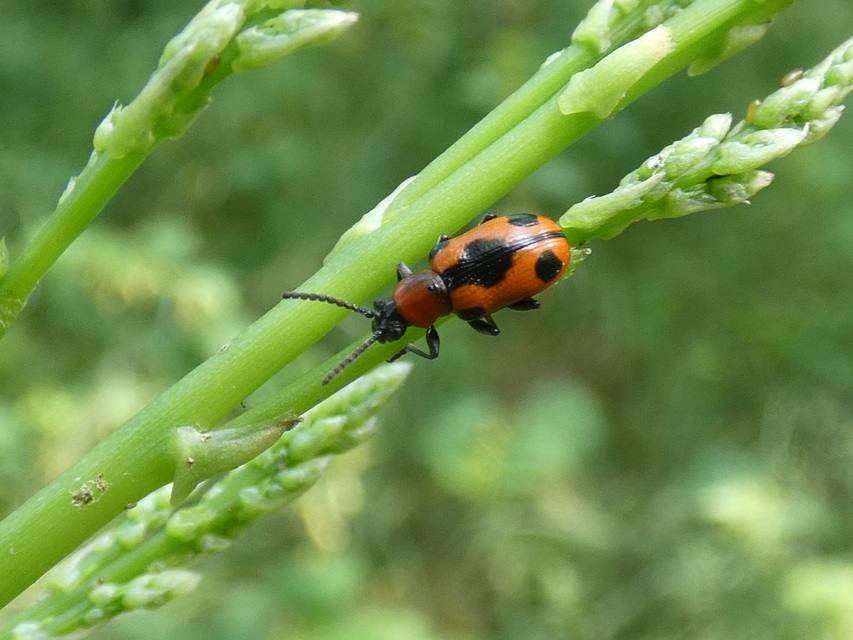 Crioceris quinquepunctata - ötpontos spárgabogár Crioceris quinquepunctata - ötpontos spárgabogár