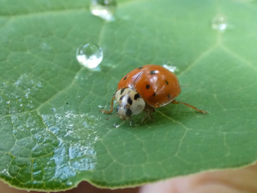 Adalia decempunctata - tízpettyes katica