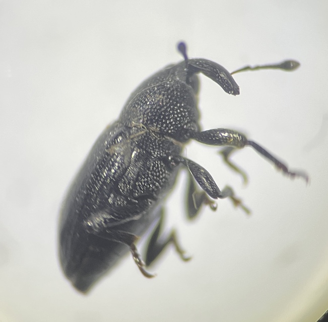 Baris artemisiae - feketeüröm báris