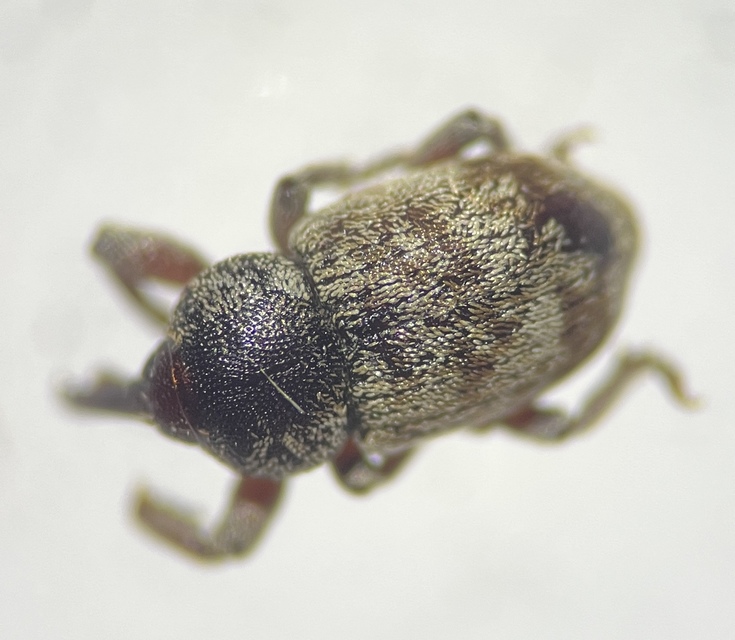 Pachytychius sparsutus - szélestorú rekettyeormányos