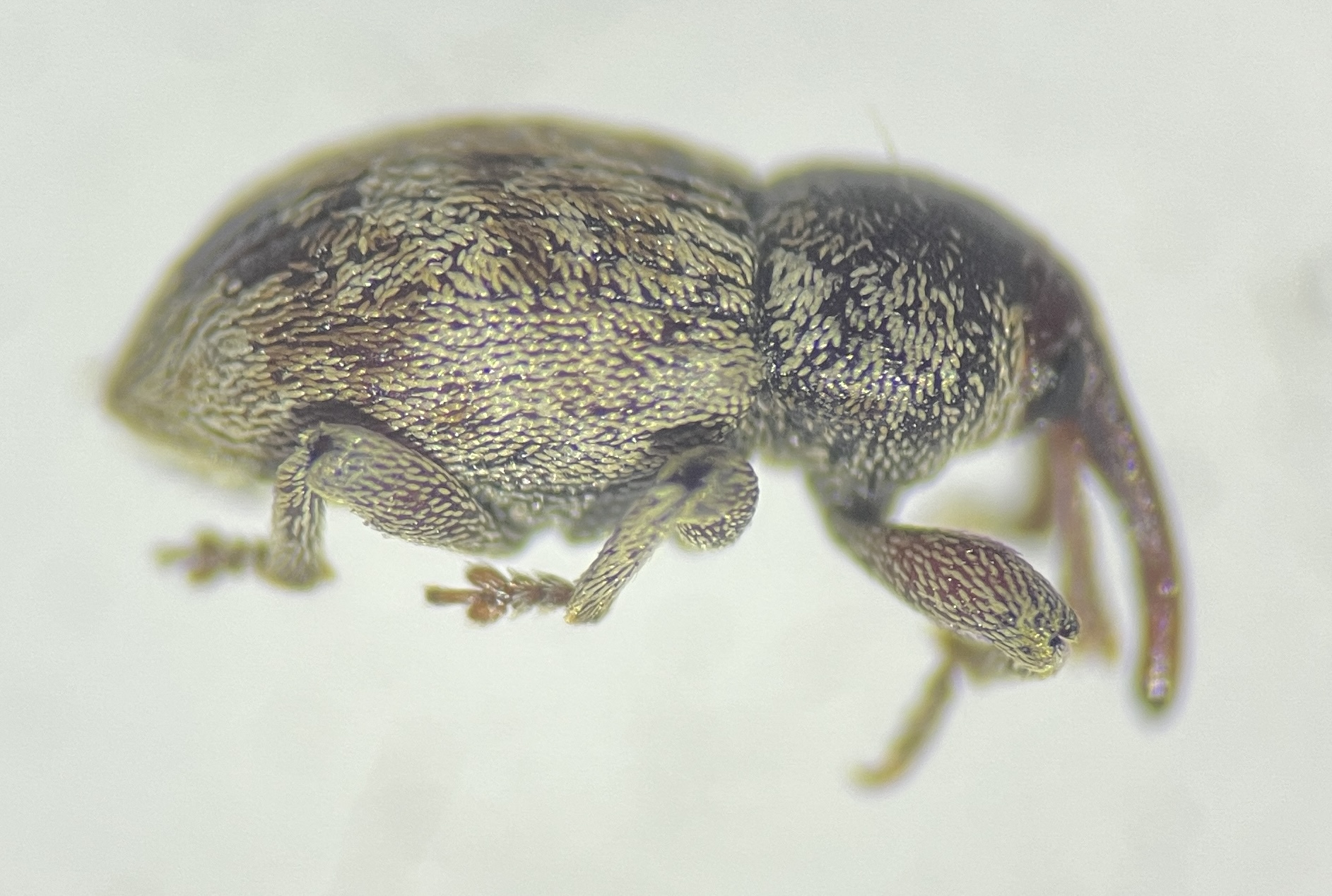 Pachytychius sparsutus - szélestorú rekettyeormányos