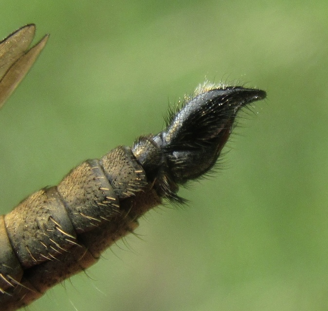 Didysmachus picipes