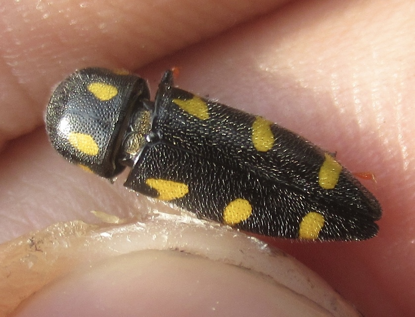 Ptosima undecimmaculata - sárgafoltos díszbogár