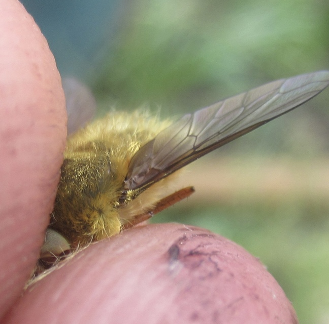 Bombylius