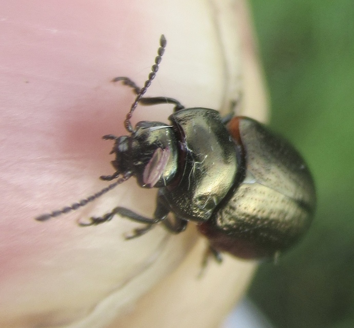 Chrysolina marginata - nyúlánk szegélyeslevelész