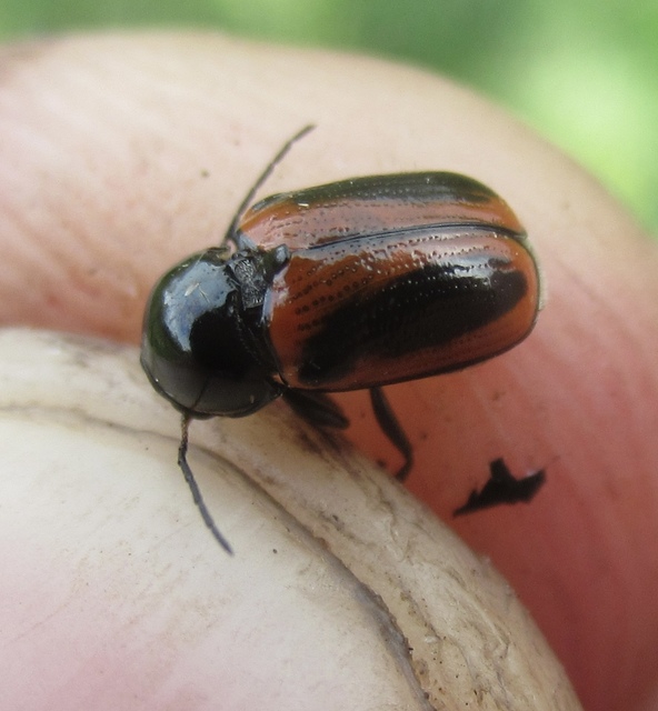 Cryptocephalus bipunctatus - kétpettyes zömökbogár