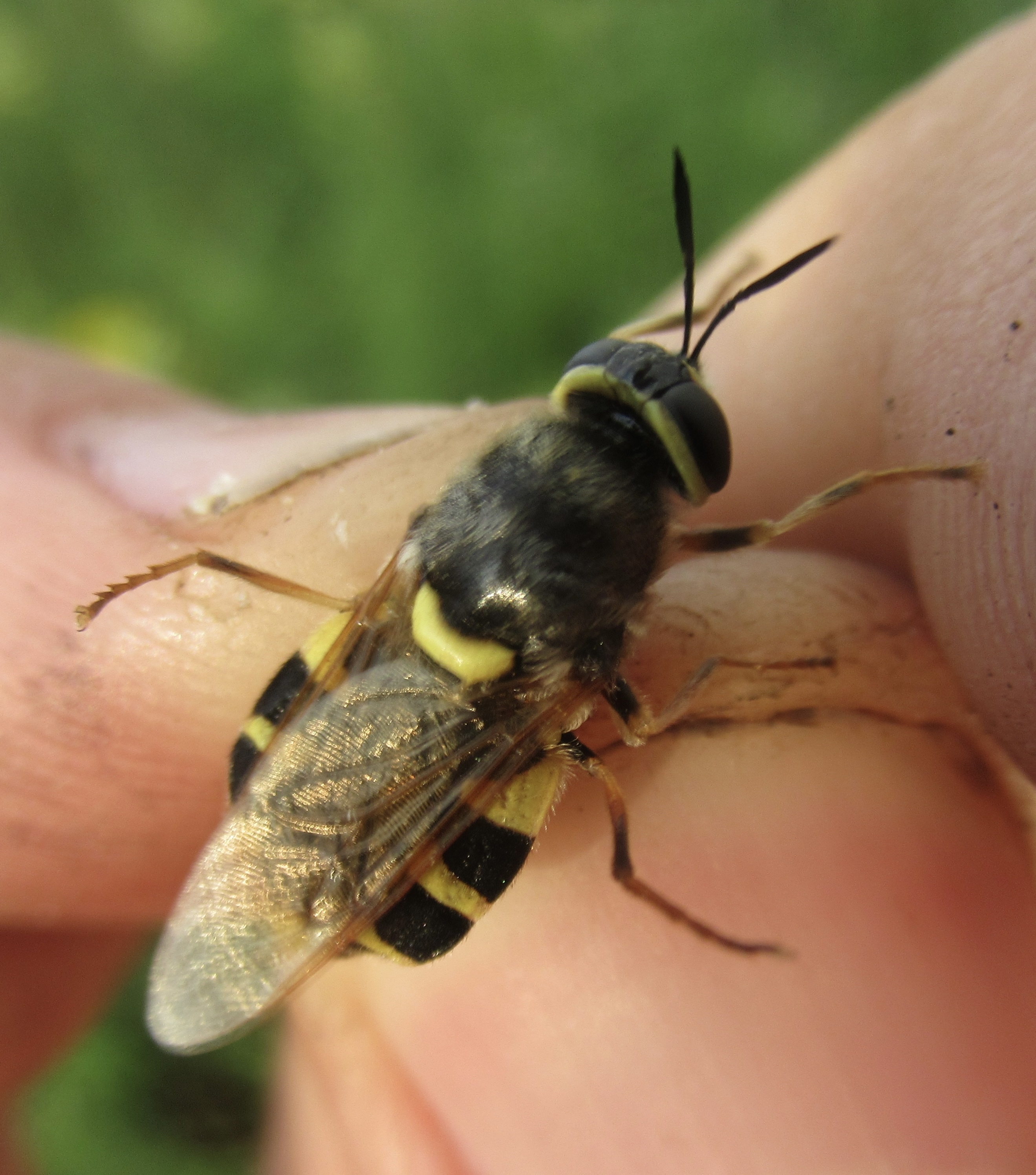 Stratiomys cenisia - szélesfoltú katonalégy
