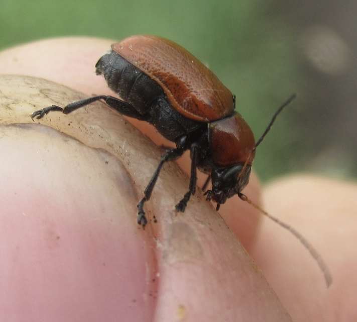 Cryptocephalus coryli - mogyoró-zömökbogár