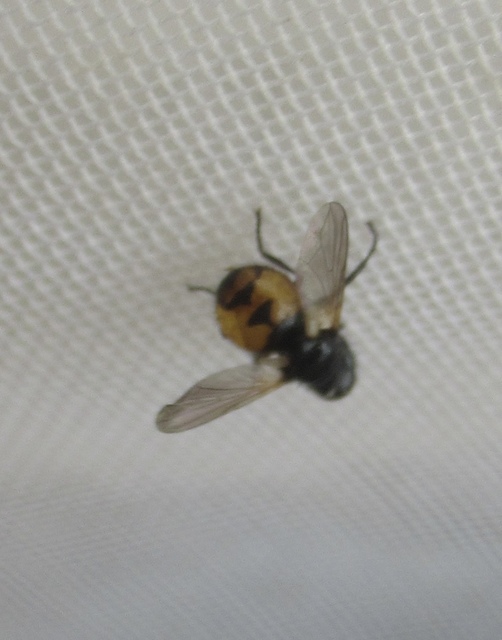 Gymnosoma nitens