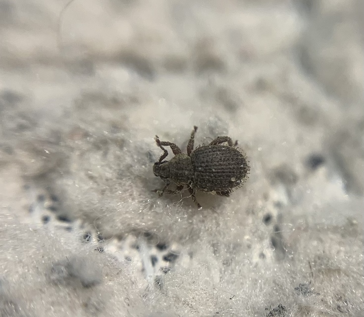 Cathormiocerus aristatus - szálkás éjiormányos