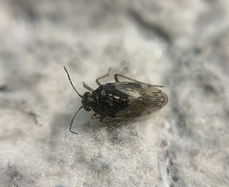 Saldidae - partipoloskák